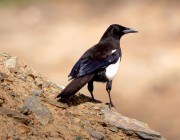 “البيئة” تكشف عن غرامة صيد “العقعق العسيري” أحد أندر الطيور في العالم