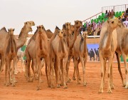 الدوسري .. أكبر مالك إبل يُشارك في مهرجان الملك عبدالعزيز للإبل