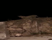 انتشار فيديو مرعب لـ “نمر عقبة الشعف”