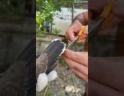 تايلندي ينقذ طائر قُمري علق في خط كهرباء وتدلى راساً على عقب