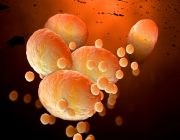 دراسة: كورونا يصيب الخلايا الدهنية والمناعية