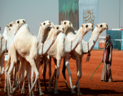 ذوو شهداء أمن الدولة يزورون مهرجان الملك عبدالعزيز للإبل