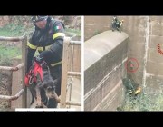 رجال الإطفاء ينقذون كلباً داخل أحد السدود باستخدام الحبل