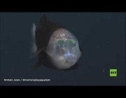 سمكة غريبة الشكل برأس فضائية قرب شواطئ كاليفورنيا