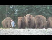 شاهد رد فعل قطيع من الفيلة بعد عودة مربيها بعد غياب 14 شهرًا