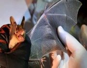 ظهور الخفاش العملاق رغم إعلان انقراضه منذ 30 عاما