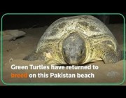 عودة السلاحف الخضراء لتضع بيضها على شواطئ باكستان بعد عام من الإغلاق