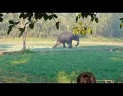 فيل هائج يهاجم شخصاً في الهند ويدهسه بقدميه