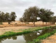 “الأمن البيئي” يضبط مواطناً اقتلع 4 أشجار في وادي حنيفة بالرياض