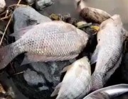 مسؤول بوزارة “المياه” يوضح حقيقة ظهور أسماك في مياه السيول بالطائف