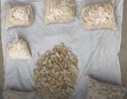 إحباط ترويج أكثر من 54 كيلو جرام من مادة الشبو المخدر في مكة المكرمة (فيديو)