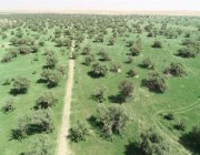 “تنمية الغطاء النباتي”: بدء التحضير لأعمال التشجير بروضة التنهات في محمية الملك عبدالعزيز الملكية