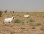 “مركز الغطاء النباتي” يوقع اتفاقية لزراعة 200 ألف شجرة في محمية الملك خالد الملكية