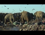 “الفيلة” تبحث عن الغذاء في مكبات النفايات بسيريلانكا