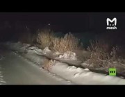 جرو نمر يتجول في الثلوج قرب موسكو