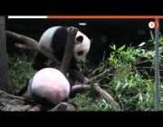 حديقة حيوان طوكيو تعرض للجمهور تؤاما من حيوان الباندا
