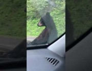 دب يحاول دخول سيارة بها امرأتين خلال توقفهما على طريق سريع بأمريكا