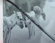 شاهد تجمد عدد من الحیوانات وتحولها لتماثيل وسط الثلوج في تركيا