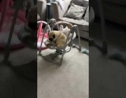 فيديو طريف لكلب يتأرجح على كرسي أطفال هزاز