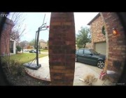 فيديو طريف لكلب يسرق شطيرة من أمام منزل عقب ذهاب عامل التوصيل