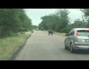 فيل صغير يقطع الطريق على سيارة ويرغم قائدها على الرجوع للخلف في جنوب أفريقيا