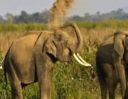 فيل يدهس مواطنًا برحلة سفاري في أوغندا.. والسلطات تفتح تحقيقًا