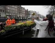 قارب يوزع باقات التوليب مجاناً في أمستردام