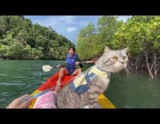 قطة تستمتع باستكشاف الطبيعة من قارب بتايلاند