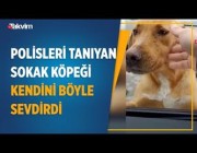 كلب يطارد رجال شرطة في تركيا حتى يحصل منهم على طعام