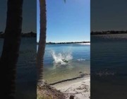 لقطة رائعة لكلب يقفز مسافة 34 قدماً من الشاطئ إلى الماء في فلوريدا