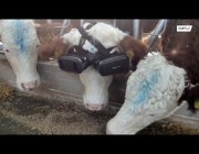 مزارع تركي يوصل سماعة “واقع افتراضي” برأس بقرة لزيادة إنتاجها من الحليب
