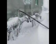 مشهد مؤلم لمجموعة من الحمير تصارع البرد والثلوج في تركيا