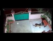 نمر يخطف كلب حراسة ويقفز به من أعلى سور منزل في الهند
