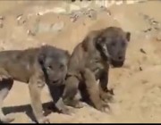 يشبه “الأسد والكلب”.. العثور على حيوان غريب في جبال العراق (فيديو)