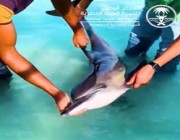 فيديو.. “الحياة الفطرية” تنقذ دلفينًا جنح إلى المياه الضحلة في شاطئ الرايس بينبع