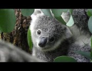 أستراليا تدرج الكوالا على قائمة الحيوانات المهددة بالانقراض