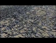 أسماك “السردين” النافقة تغزو شواطئ إحدى مناطق تشيلي