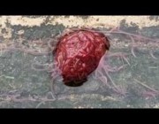 تجمّع نوع غريب من الديدان مكونةً كرة حمراء مخيفة