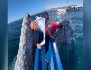 حوت رمادي عملاق “يُقبل” ركاب قارب سياحي بالمكسيك