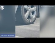 سيدة أسترالية تفاجأ بثعبان سام يخرج من سيارتها