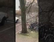 عاصفة “يونيس” تسقط شجرة ضخمة بأمستردام وراكب دراجة ينجو منها