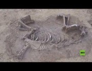 علماء آثار ألمان يعثرون على بقايا حصان بلا رأس مع فارسه