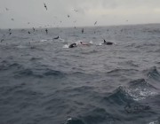 فيديو| تم توثيقها لأول مرة.. مجموعة من الحيتان القاتلة تصطاد حوت أزرق عملاق