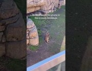 قرد ماكر يلتقط هاتفًا ذكيًا سقط بجانبه في حديقة حيوان أمريكية