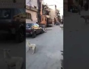 كلب يطارد قائد دراجة نارية وينسحب بهدوء بعدما تسبب له في حادث