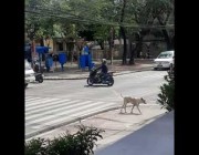 كلب يلتزم بقواعد المرور وينتظر مرور السيارات لعبور الطريق في الفلبين