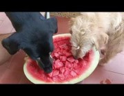 كلبان يستمتعان بأكل البطيخ في البرازيل