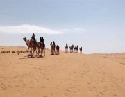 تتيح تجربة عيش الحياة البدوية بالترحال على ظهور الإبل.. “محمية الملك سلمان” تستعرض أول رحلة “ركايب جبة”