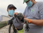 اكتشاف نوع جديد من السلاحف العملاقة في غالاباغوس
