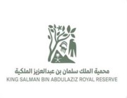 هيئة تطوير محمية الملك سلمان الملكية تزرع 200 شجرة طلح في حرة الحرة